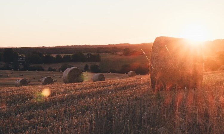 Quels impacts du changement climatique sur le système agricole ? – Transformer notre système agricole pour l’adapter aux défis climatiques de demain (2/2)