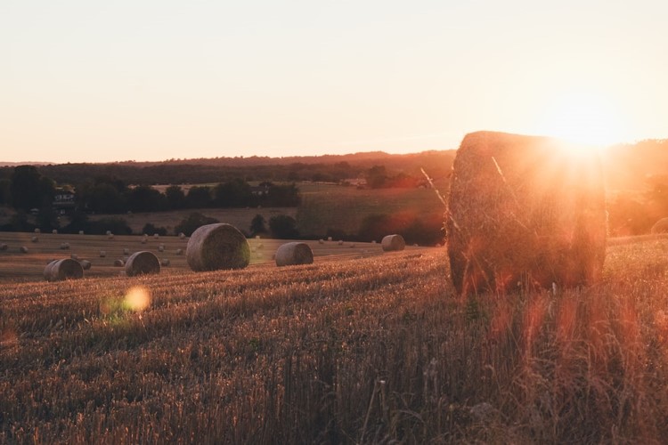 Quels impacts du changement climatique sur le système agricole ? – Transformer notre système agricole pour l’adapter aux défis climatiques de demain (2/2)