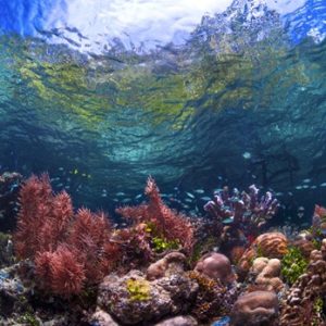 L’intelligence artificielle face à la biodiversité : l’exemple de la biodiversité marine