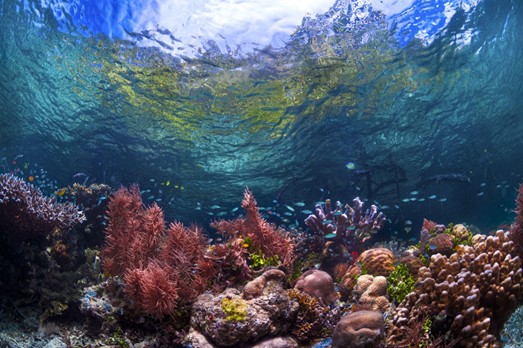 L’intelligence artificielle face à la biodiversité : l’exemple de la biodiversité marine