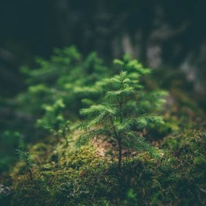 Mesurer et piloter les dépendances, impacts, risques et opportunités (DIRO) liés à la Nature dans la banque : enjeux, limites et leviers pour une finance « nature positive »
