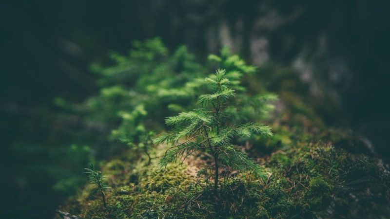 Mesurer et piloter les dépendances, impacts, risques et opportunités (DIRO) liés à la Nature dans la banque : enjeux, limites et leviers pour une finance « nature positive »